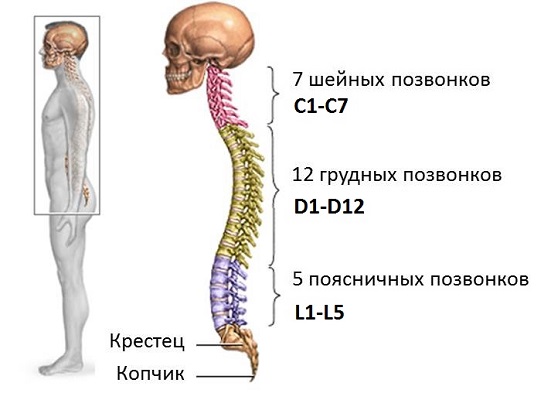 4 Поясничный Позвонок Где Находится Фото